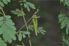 Indigofera karnatakana